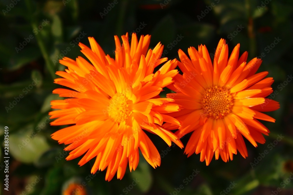 Ringelblume Ringelblume