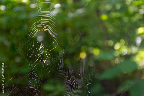 sunlight shining on spider web