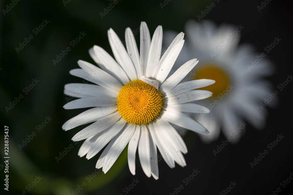 Obraz premium chamomile on the white background