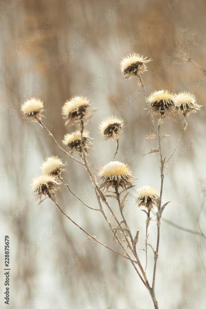 Dry plants at winter