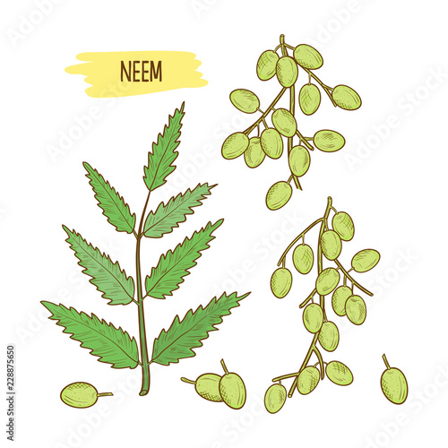 Neem, sketch. Branch with leaves and fruits