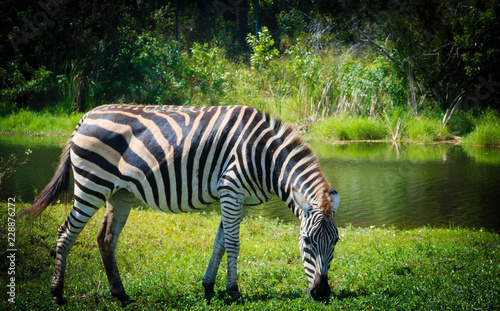 Portrait of a zebra with a natural bushy background.