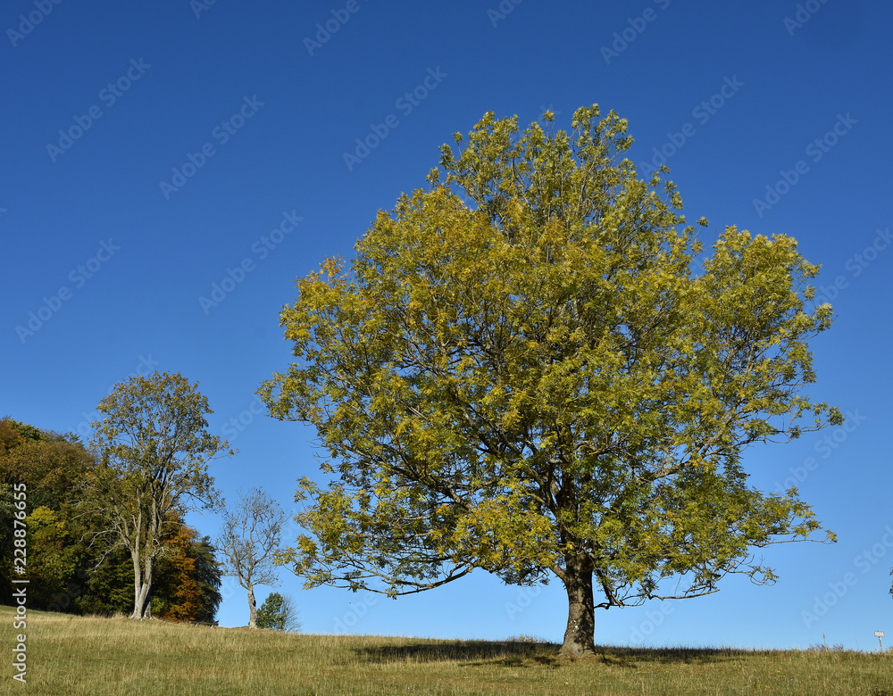 Gemeine Esche (Fraxinus excelsior) im Herbst Gemeine Esche (Fraxinus excelsior) im Herbst