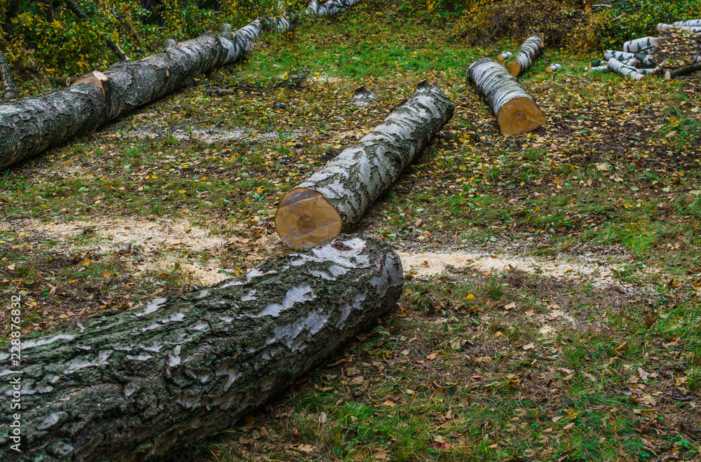Two birches that fell after the storm are cut into firewood Two birches that fell after the storm are cut into firewood