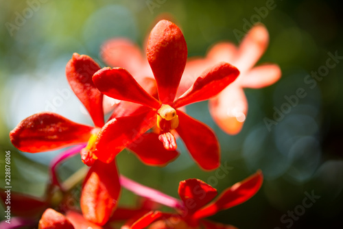 Beautiful red orchid flower in tropical garden with sunlight in morning