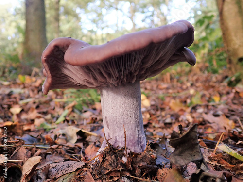 Close-up of Wood blewit Lepista nuda mushroom