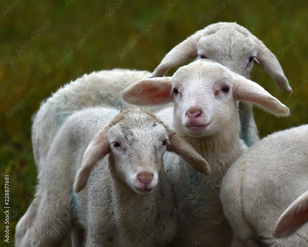 Obraz premium Laemmer stehen auf Wiese (Ovis aries)