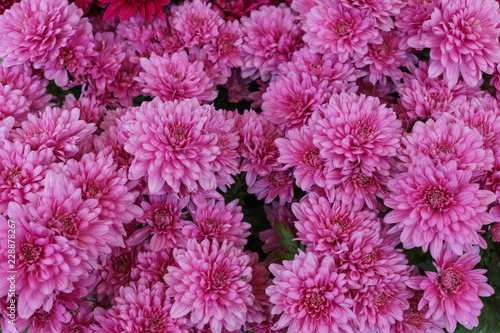 A bouquet of beautiful pink chrysanthemum flowers outdoors. Chrysanthemums in the garden.