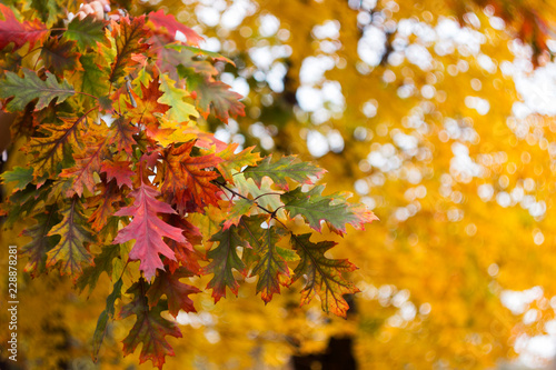 Yellow, red and green oak leaves on tree, autumn background