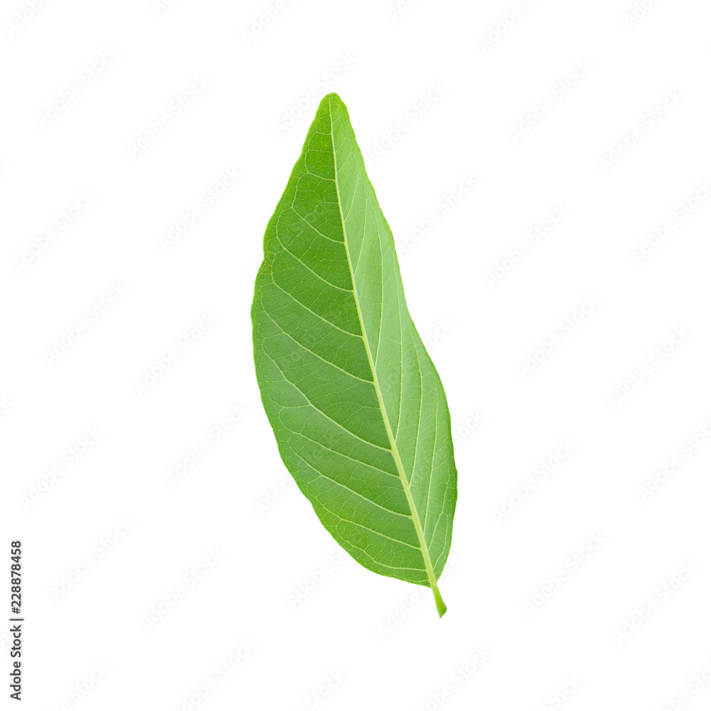 Green leaves isolated on a white background Green leaves isolated on a white background