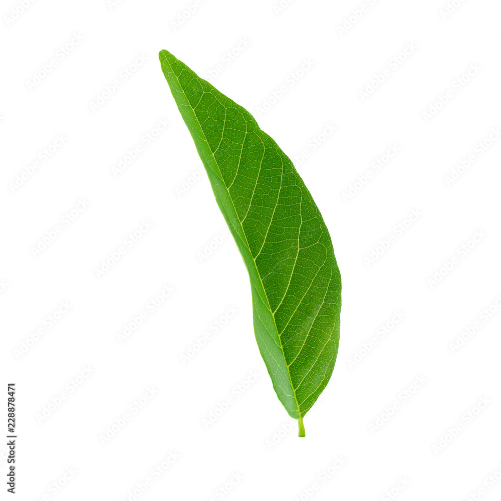 Fototapeta premium Green leaves isolated on a white background