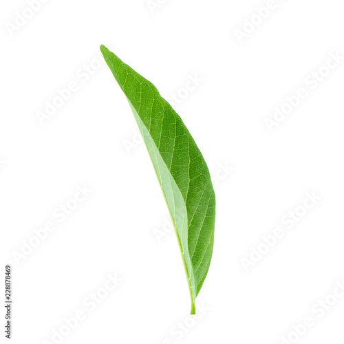 Green leaves isolated on a white background