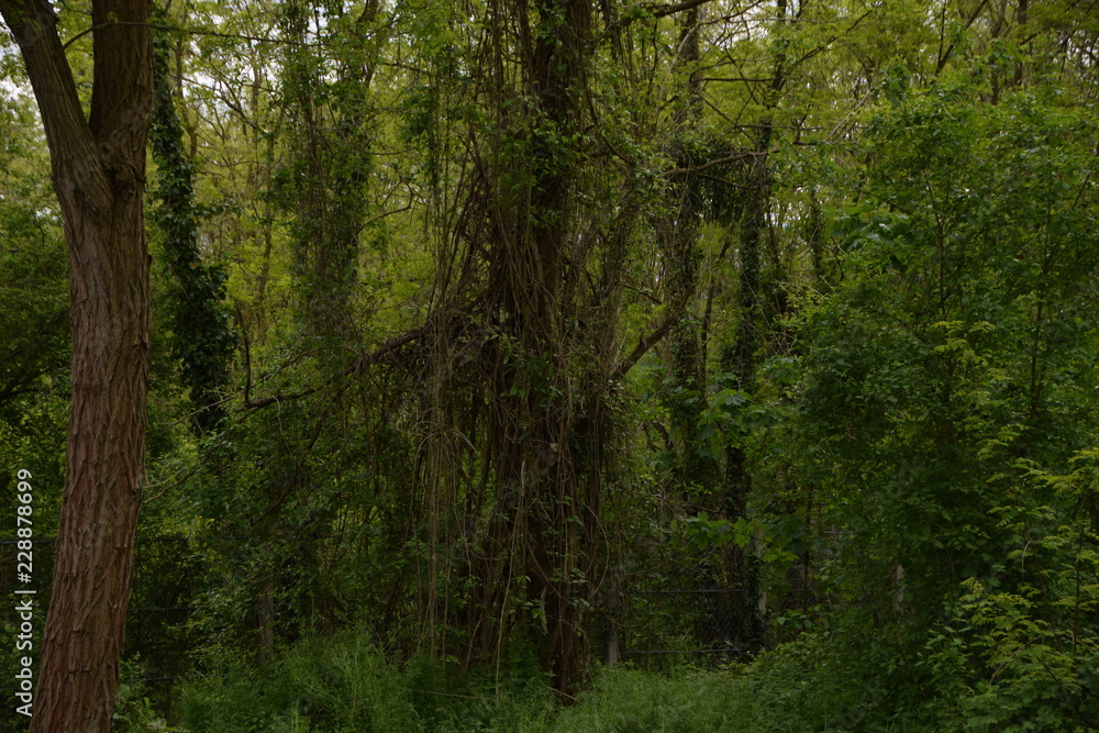 Obraz premium trees in the forest