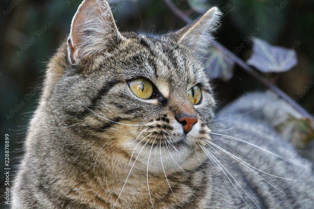 Katze_0331 Katze_0331