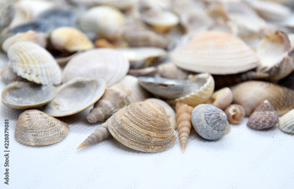 sea shells on a white background