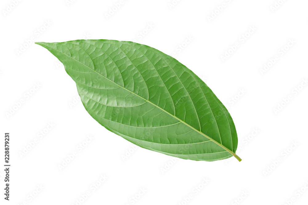 Fototapeta premium Green leaves isolated on a white background