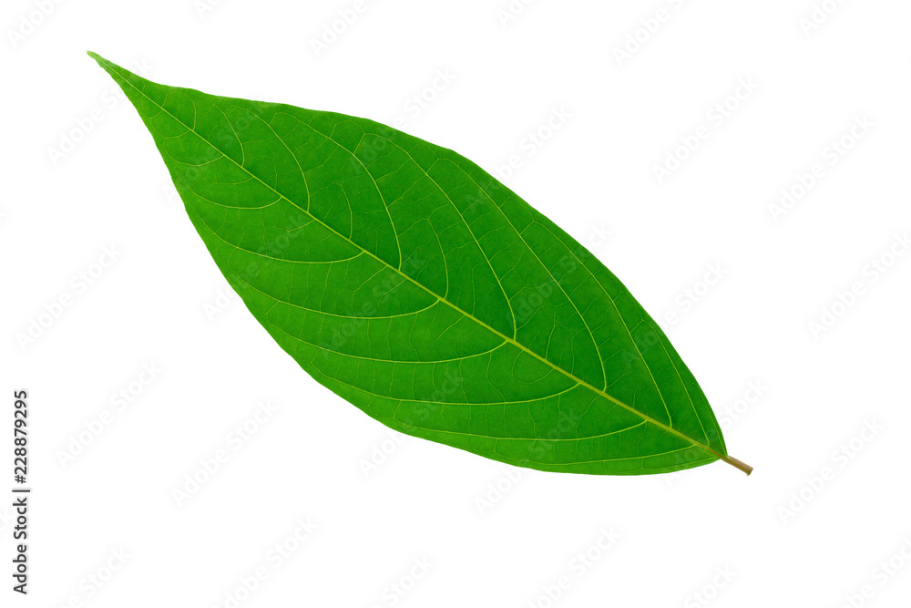 Fototapeta premium Green leaves isolated on a white background