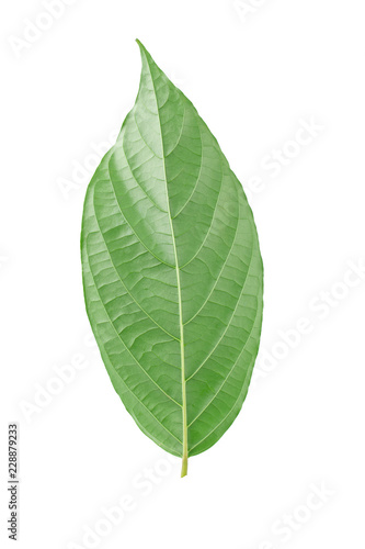 Green leaves isolated on a white background