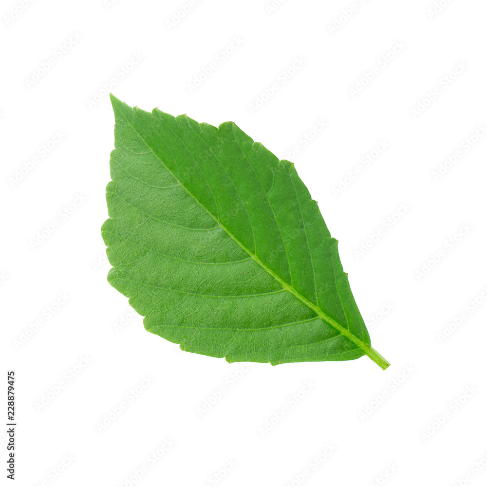 Obraz premium Green leaves isolated on a white background