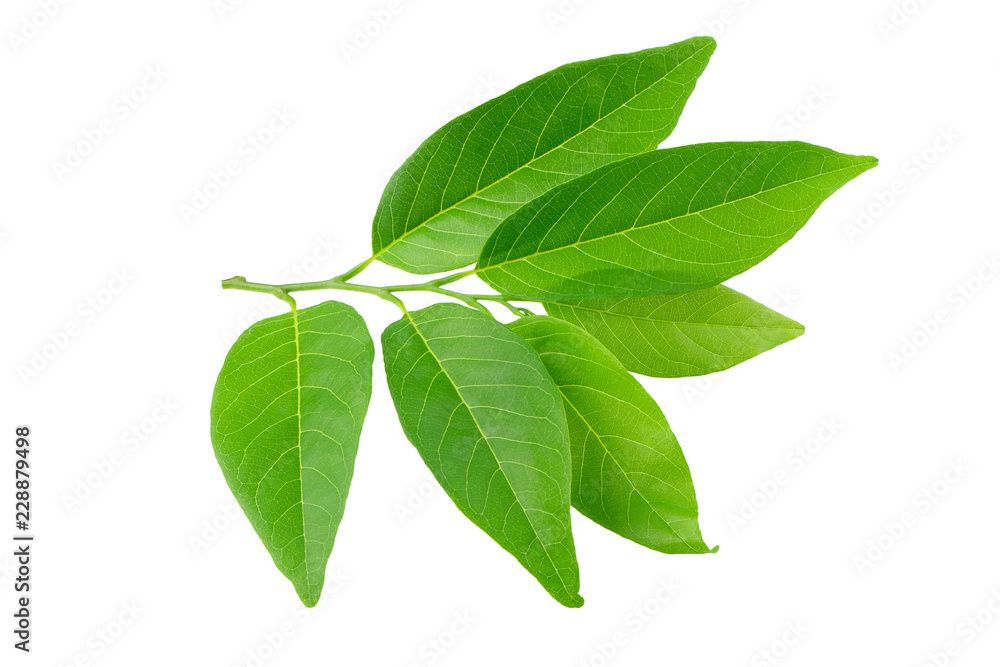 Green leaves isolated on a white background Green leaves isolated on a white background