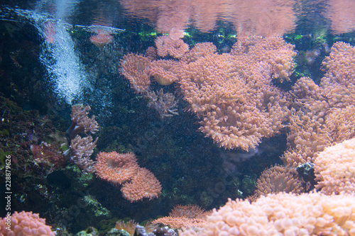 sea anemone © wolfenstain3d