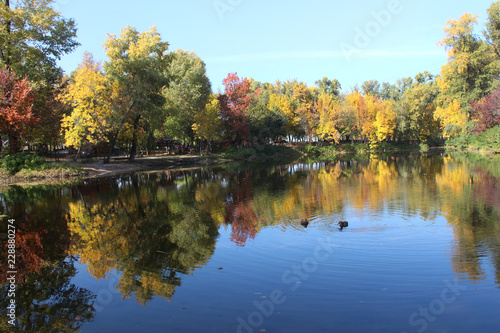 Couple of ducks on an autumn lake © Nataliia