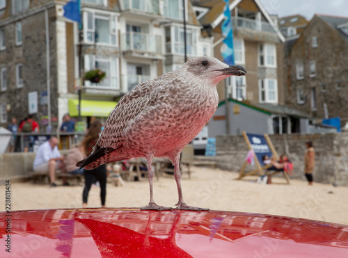 St. Ives. Untied Kingdom. Engand. Cornwall. Seagull photo