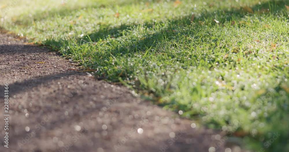 Slow motion focus pull of park path with green grass and fallen leaves in the morning Slow motion focus pull of park path with green grass and fallen leaves in the morning