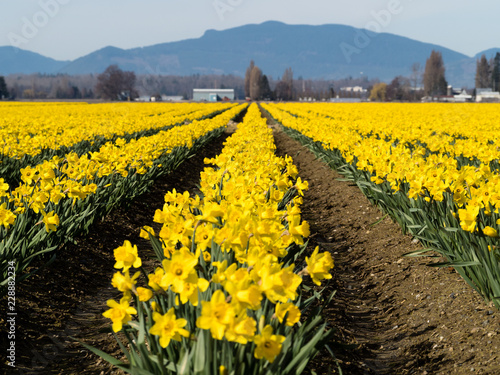 Fototapeta Naklejka Na Ścianę i Meble -  Rows of blooming daffodils on the fields in Skagit valley - Washington state, USA
