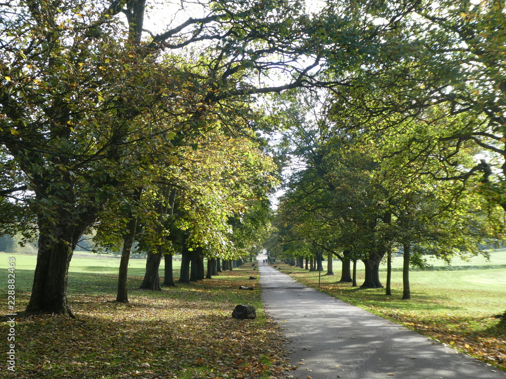 Avenue of trees in Autumn