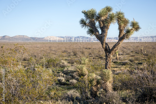 Joshua tree