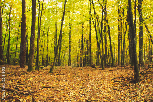 Autumn is coming. Yellow forest in sunny weather. Golden autumn. Fallen leaves. Game of Light and shadow