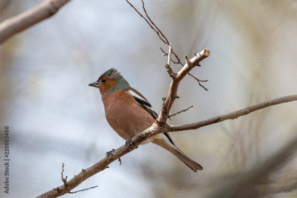 Adult common chaffinch perching on thin branch with blurred blue background. Chaffinch (Fringilla coelebs) is small passerine bird with grey crown and dull rust-red breast. Adult common chaffinch perching on thin branch with blurred blue background. Chaffinch (Fringilla coelebs) is small passerine bird with grey crown and dull rust-red breast.