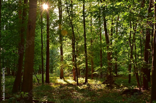 Wald gr  n Sonne Strahlen