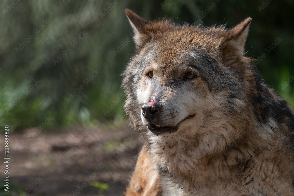 Close-up portrait of elderly gray wolf  with blurred green background. Aged timber or western wolf (Canis lupus) with pink spots on the nose and mouth ajar.