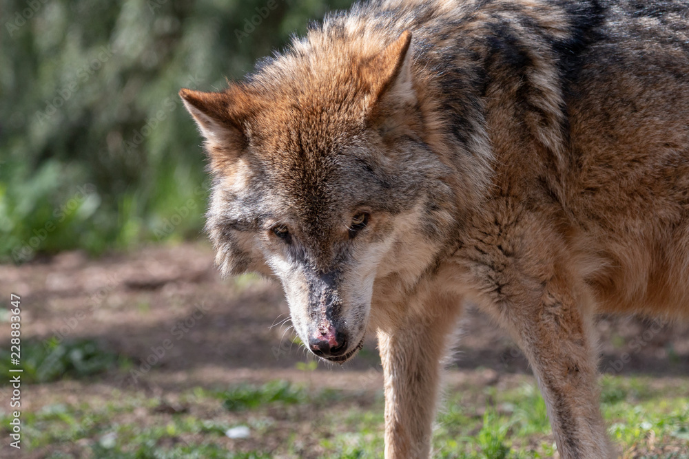 Portrait of aged gray wolf with pink spots on the nose. Furry predator timber or western wolf (Canis lupus) on green blurred background. Portrait of aged gray wolf with pink spots on the nose. Furry predator timber or western wolf (Canis lupus) on green blurred background.