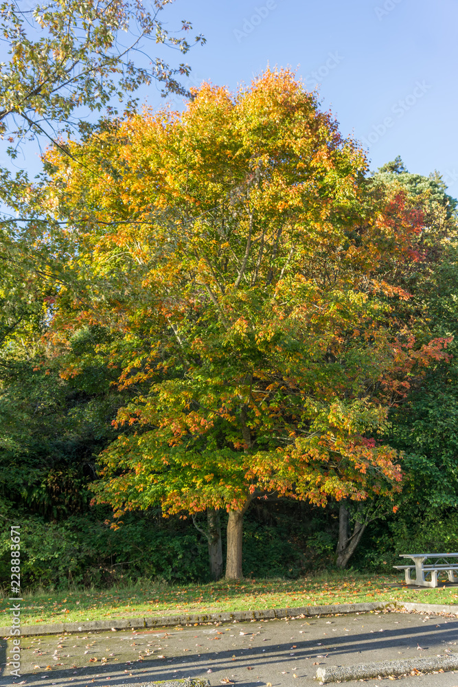 Naklejka premium Beautiful Autumn Leaves