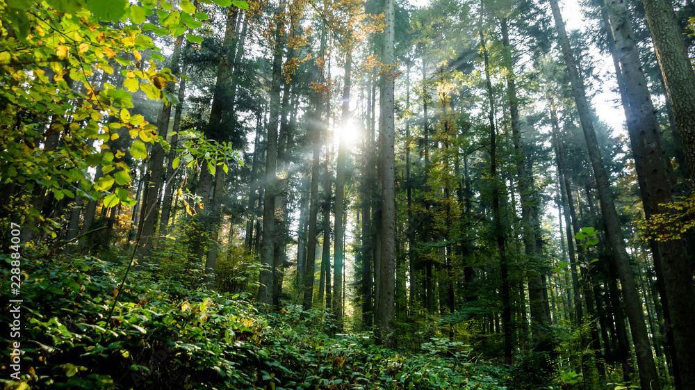 Obraz premium Deisslingen