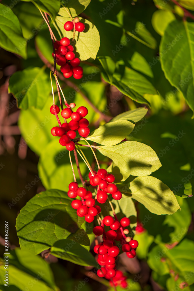 Fototapeta premium Red schisandra berries and leaves in nature
