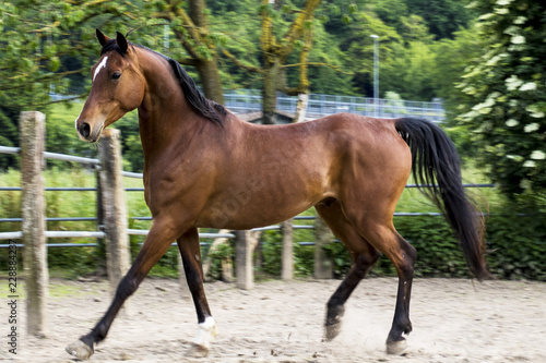 cavallo purosangue arabo baio