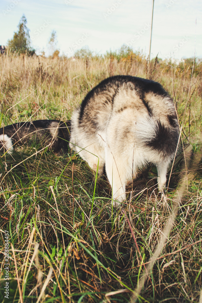 Two Siberian Husky walk in the field and dig pits. Black and white dogs. Game of two dogs Two Siberian Husky walk in the field and dig pits. Black and white dogs. Game of two dogs