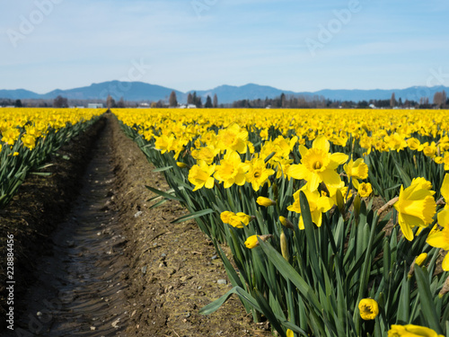 Fototapeta Naklejka Na Ścianę i Meble -  Rows of blooming daffodils on the fields in Skagit valley - Washington state, USA