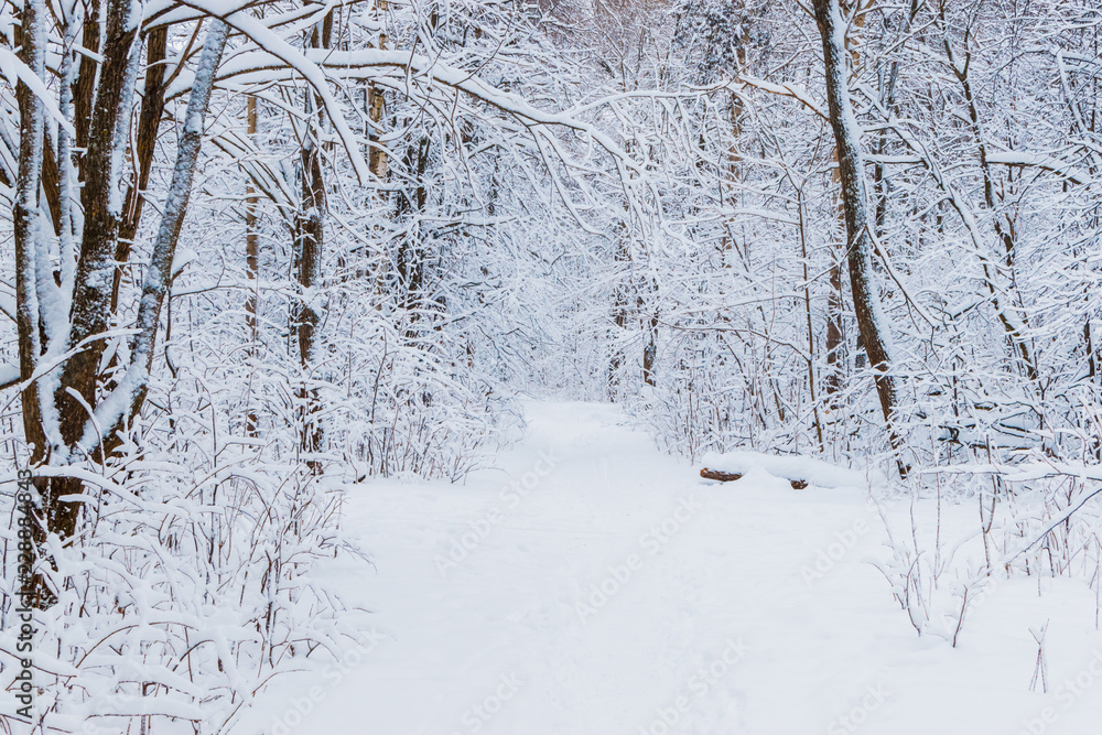 Winter forest with snow trees Winter forest with snow trees