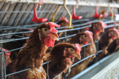 (noise and blur some chicken) Layer Chickens with Multilevel production line conveyor production line of chicken eggs of a poultry farm, Layer Farm housing, Agriculture technological equipment factory