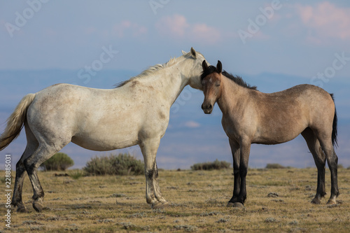 Wild Horses in the Colorado High Desert in Summer