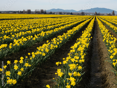 Fototapeta Naklejka Na Ścianę i Meble -  Rows of blooming daffodils on the fields in Skagit valley - Washington state, USA