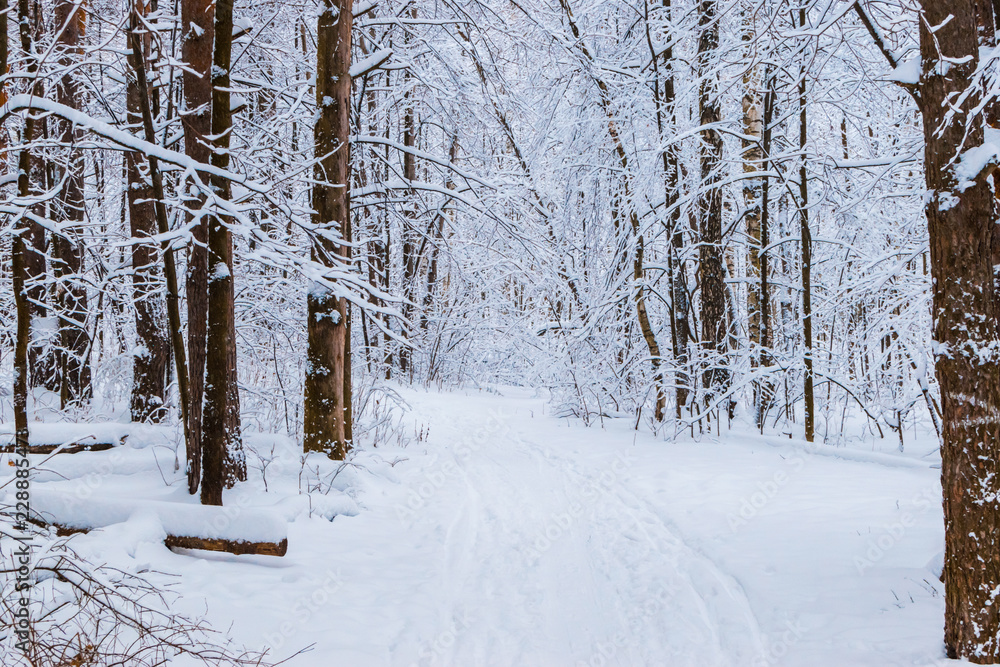 Fototapeta premium Winter forest with snow and hoarfrost on trees