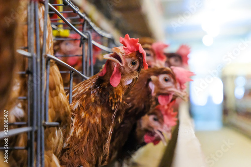 (noise and blur some chicken) Layer Chickens with Multilevel production line conveyor production line of chicken eggs of a poultry farm, Layer Farm housing, Agriculture technological equipment factory