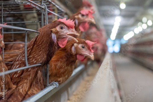 Photography (noise and blur some chicken) Layer Chickens with Multilevel production line con