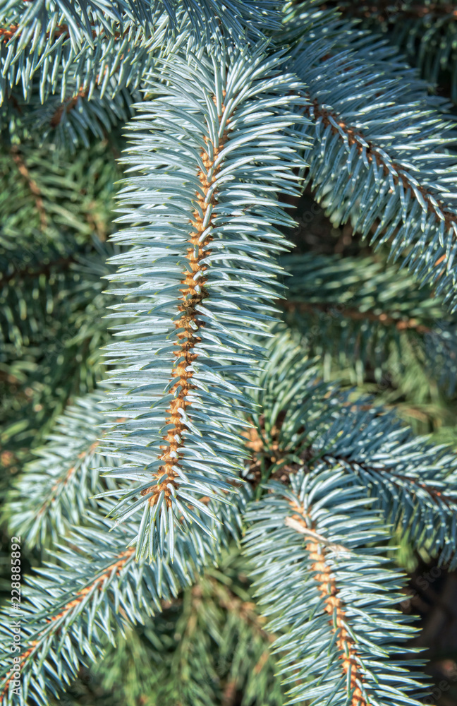 Traditional Christmas pine with copy space